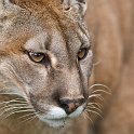 slides/_MG_3831.jpg wildlife, feline, big cat, cat, predator, fur, eye, cougar, puma, mountain lion WBCS1 - Puma